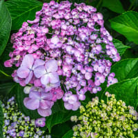 6月11日(水) 小雨の合間に、玄関脇の紫陽花！！