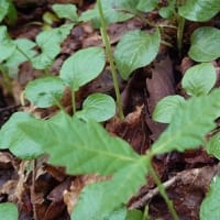 夏の花を見に北信州