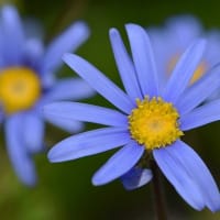 鉢植えの「ブルーデージー」