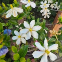 雨の季節を告げるクチナシの花