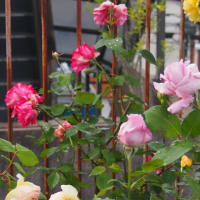薔薇に癒されて