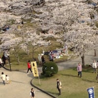 お花見