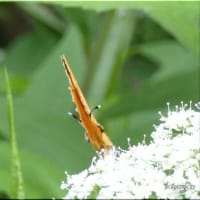 ４年ぶりのアカシジミです。