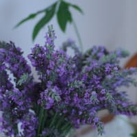 素敵な香りに癒されて、、、庭のラベンダー花盛り♪