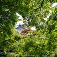 馥郁たるニオイバンマツリ【長谷寺】新緑が眩しい境内に漂う香り