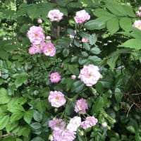 【札幌市豊平区　2025豊平公園の花④】