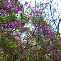 願はくは花の下にて … 陸奥の国・岩手県平泉と盛岡の旅(番外編)