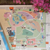 京都植物園でチュリップ鑑賞