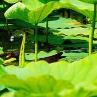 近所の公園