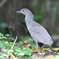 ズグロミゾゴイの幼鳥
