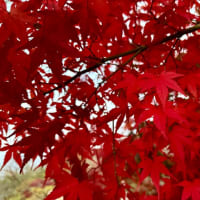 『秋』はいつ過ぎた？