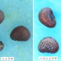 5月の白花ナデシコ科