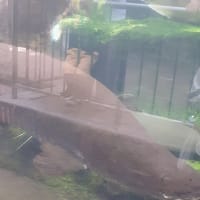 ゴールデンウイーク　嫁さんと生物園に行ってきました。