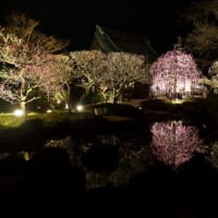 2月鎌倉の梅