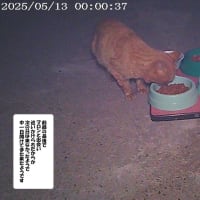４０日振りの通いネコ