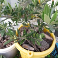 オリーブのピクアル 一本で実を付けた 天馬空を行く オリーブのピクアル 一本で実を付けた 天馬空を行く