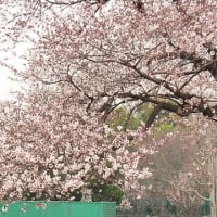 武蔵野市の桜は、井の頭公園よりもこちら　武蔵野市役所