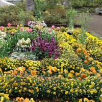 公園の花壇