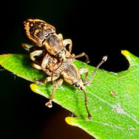 トゲアシクチブトゾウムシのペア