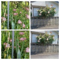 コラージュ
