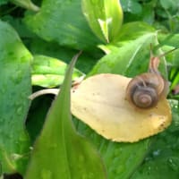庭の草取り中のカタツムリ