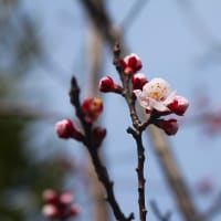杏の花が咲き始める、2024