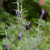 鉢植えの「フレンチラベンダー」