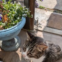 2025年5月18日（日曜日）銀天街にて「保護犬猫の譲渡会」開催します。