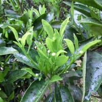 夏野菜苗の植え付け　2025
