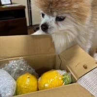 愛情ハニー