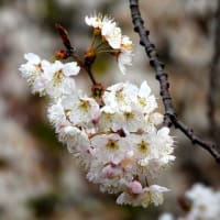 緋寒桜・さくらんぼの花にもメジロ