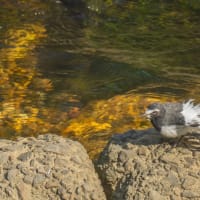 羽が気になる様で