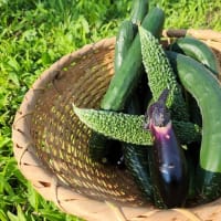 夏野菜の収穫