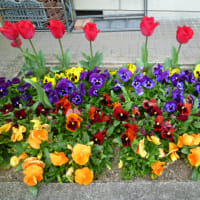 エンドウの花は赤紫