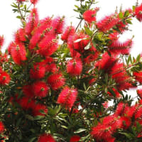 花散歩・ブラシの木