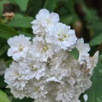春の花