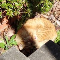 私の独り言・・猫編２０２４．０２２２～