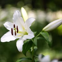  日比谷公園の百合（その2）