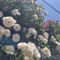 春日部藤塚の薔薇綺麗でした