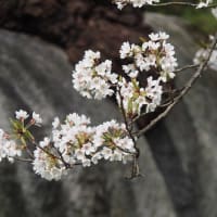 にしさんの花日記　奇跡の石割桜
