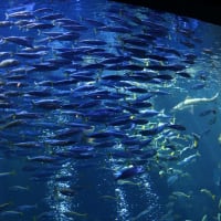 京都水族館8