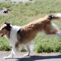ピコ　3歳のお誕生日