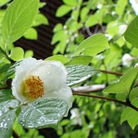 夏椿の花