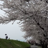 再掲載；・・・桜と友との別れ（７年前の春のことです）