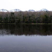 知床五湖の春景色