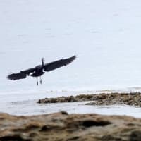 08/08探鳥記録写真-2：狩尾岬の鳥たち②（クロサギの飛翔と着地模様、）