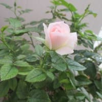 後れ咲き