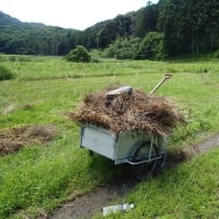 キュウリの今年二度目の種蒔き(2025/6/26)