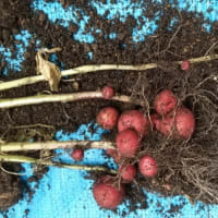 秋植えのじゃがいも⑧ 抜いてみた
