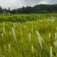 麝香千鳥